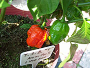 Trinidad Scorpion Butch Taylor