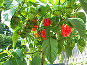 Trinidad Scorpion Butch Taylor