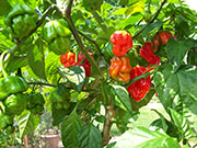 Trinidad Scorpion Butch Taylor