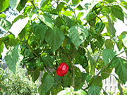 Trinidad Scorpion Butch Taylor