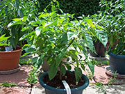 Trinidad Scorpion Butch Taylor
