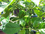 Trinidad Scorpion Butch Taylor