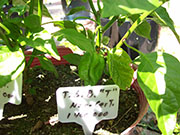 Trinidad Scorpion Butch Taylor