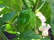 Trinidad Scorpion Butch Taylor