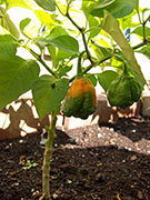 Trinidad Scorpion Butch Taylor