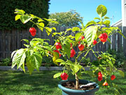 Trinidad Scorpion Butch Taylor