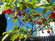 Trinidad Scorpion Butch Taylor