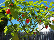 Trinidad Scorpion Butch Taylor