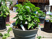 Trinidad Scorpion Butch Taylor