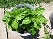 Trinidad Scorpion Butch Taylor