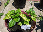 Trinidad Scorpion Butch Taylor