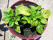 Trinidad Scorpion Butch Taylor