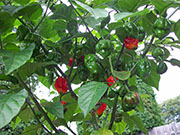 Trinidad Scorpion Butch Taylor