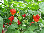 Trinidad Scorpion Butch Taylor