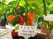Trinidad Scorpion Butch Taylor