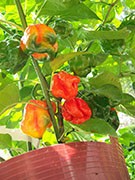 Trinidad Scorpion Butch Taylor