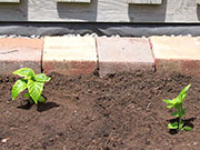 Trinidad Scorpion Butch Taylor