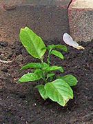 Trinidad Scorpion Butch Taylor