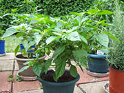 Trinidad Scorpion Butch Taylor