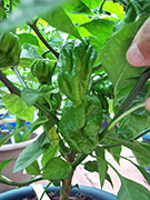 Trinidad Scorpion Butch Taylor