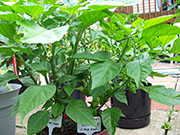 Trinidad Scorpion Butch Taylor