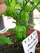 Trinidad Scorpion Butch Taylor
