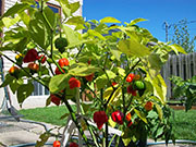 Trinidad Scorpion Butch Taylor