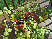 Trinidad Scorpion Butch Taylor