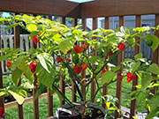Trinidad Scorpion Butch Taylor
