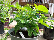 Trinidad Scorpion Butch Taylor