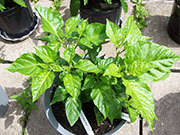 Trinidad Scorpion Butch Taylor