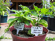 Trinidad Scorpion Butch Taylor