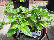 Trinidad Scorpion Butch Taylor