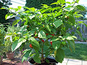 Trinidad Scorpion Butch Taylor