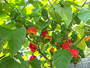 Trinidad Scorpion Butch Taylor