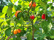 Trinidad Scorpion Butch Taylor