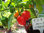 Trinidad Scorpion Butch Taylor