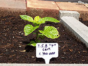 Trinidad Scorpion Butch Taylor
