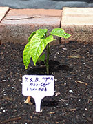 Trinidad Scorpion Butch Taylor