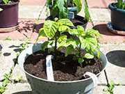 Trinidad Scorpion Butch Taylor