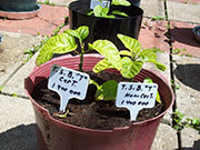 Trinidad Scorpion Butch Taylor