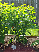 Scotch Bonnet Yellow
