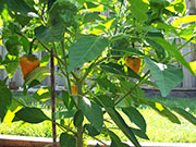 Scotch Bonnet Yellow