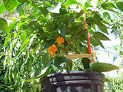 Scotch Bonnet Yellow
