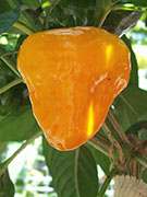 Scotch Bonnet Yellow