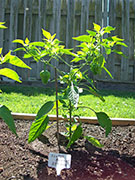 Scotch Bonnet Yellow