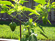 Scotch Bonnet Yellow