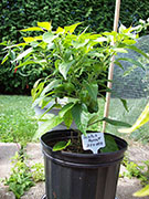 Scotch Bonnet Yellow