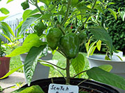 Scotch Bonnet Yellow