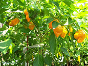 Scotch Bonnet Yellow